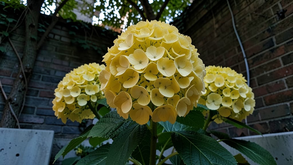 Limelight Hydrangea: Golden Sunshine for Shade Gardens