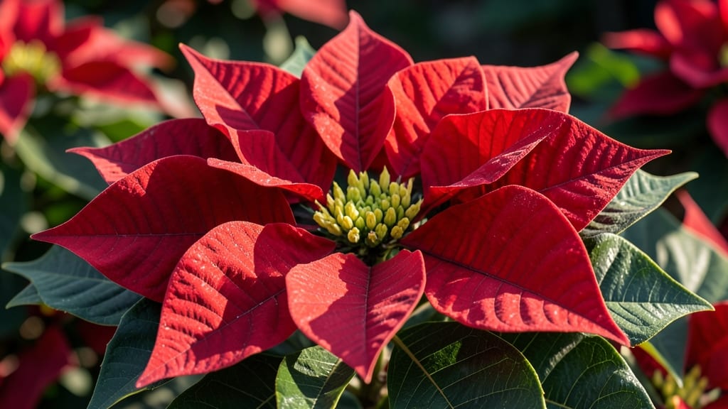 Poinsettias: Classic Red Holiday Blooms