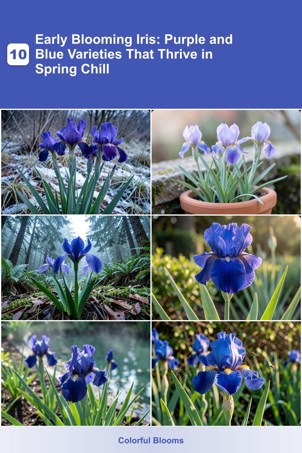 10 Early Blooming Iris: Purple and Blue Varieties That Thrive in Spring Chill