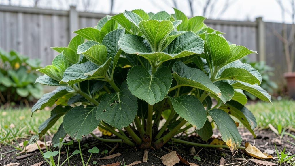 Hydrangea Before Bloom: Pruning Secrets for Bigger, Longer Flowers