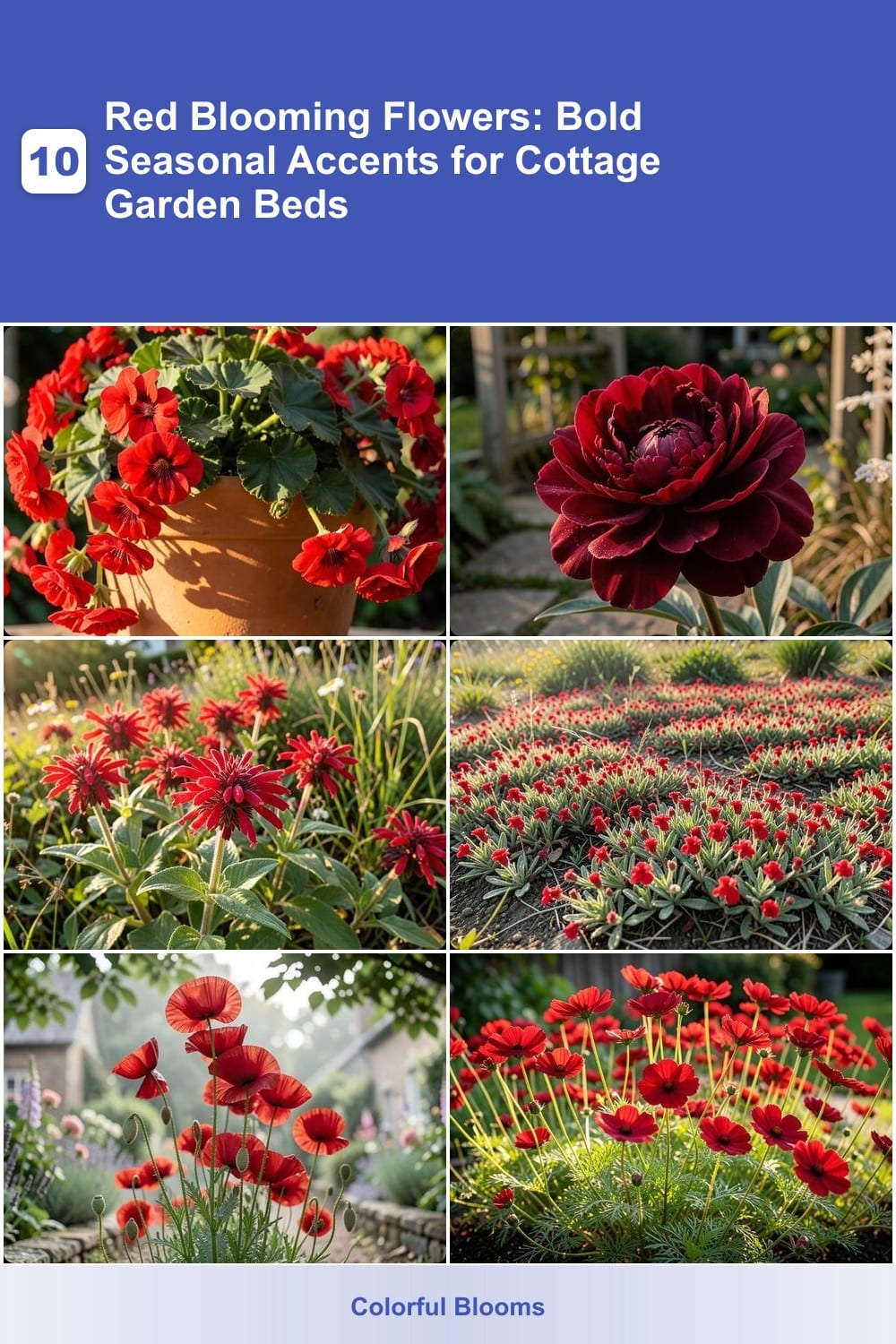 10 Red Blooming Flowers: Bold Seasonal Accents for Cottage Garden Beds