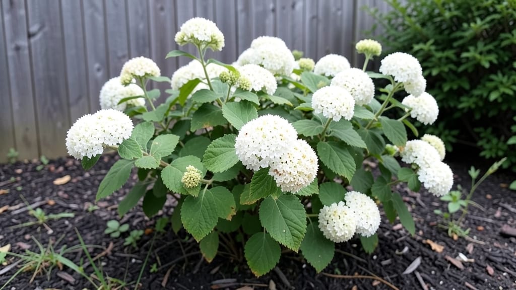 When Do Snowball Trees Bloom: Spring Timing by USDA Zones and Flower Color Shift